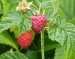 Rubus idaeus 'Aroma Queen®'